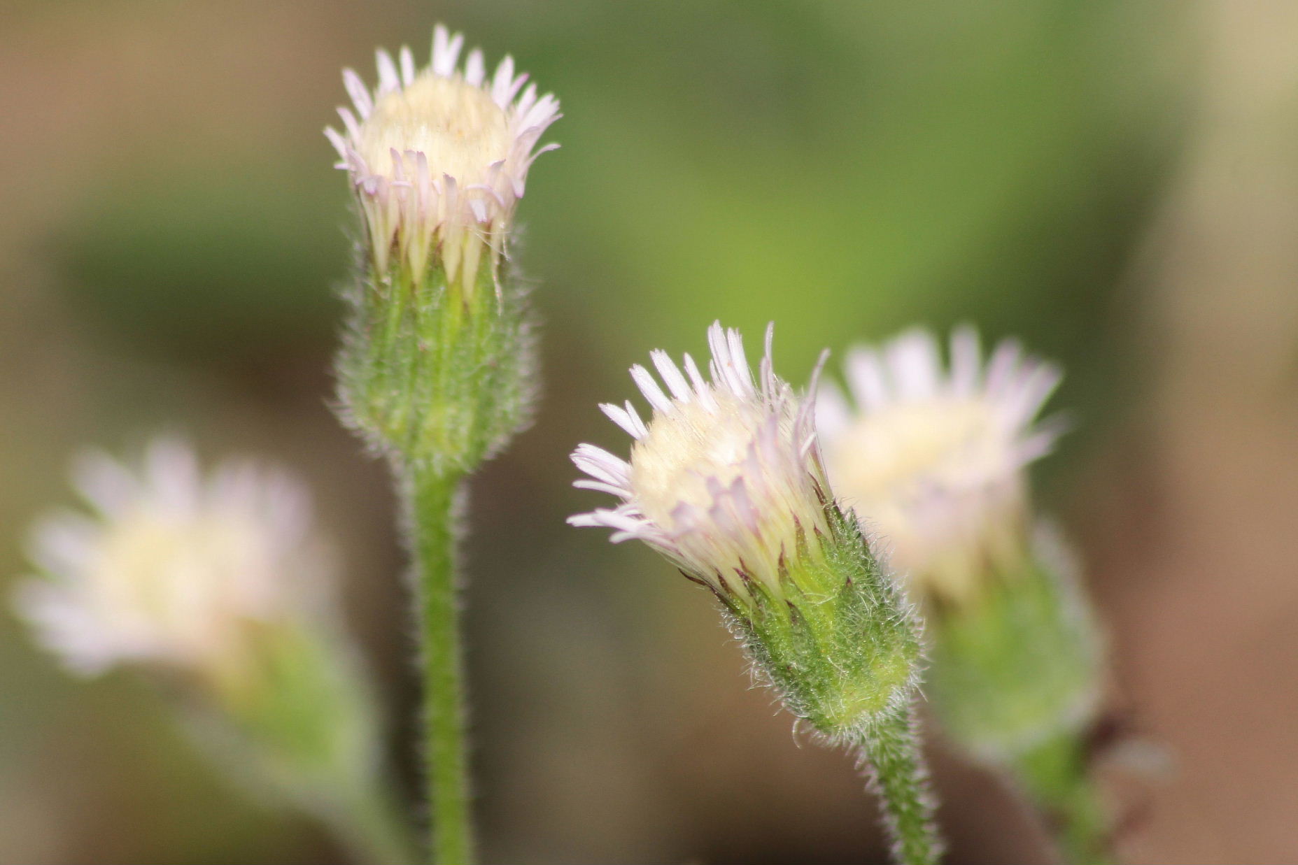 Erigeron acris / Cespica acre